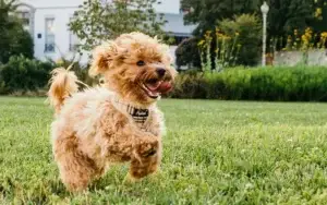 The Benefits of Having a Clean Yard for Your Dog and Family